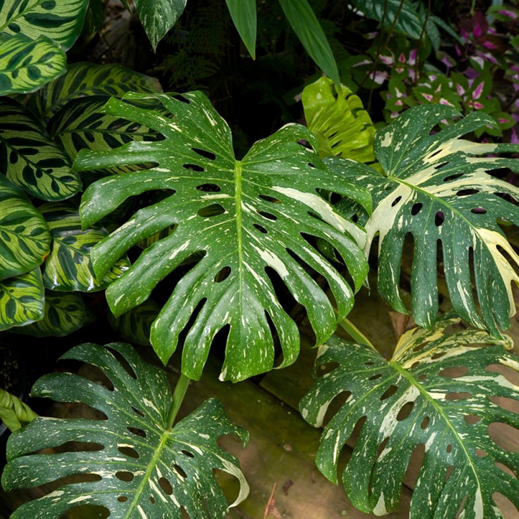 Monstera Thai Constellation