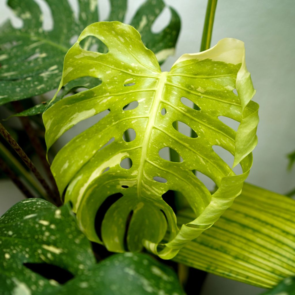 Monstera Thai Constellation