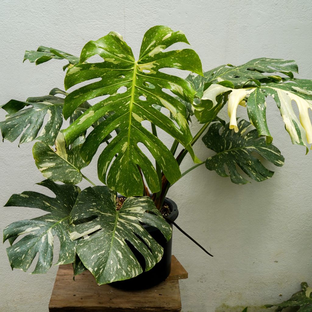 Monstera Thai Constellation