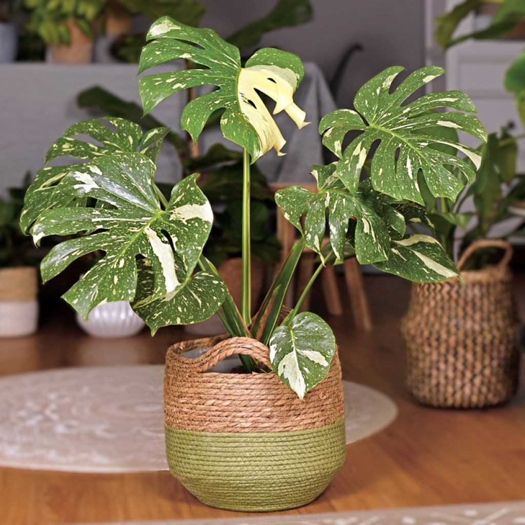 Monstera Thai Constellation