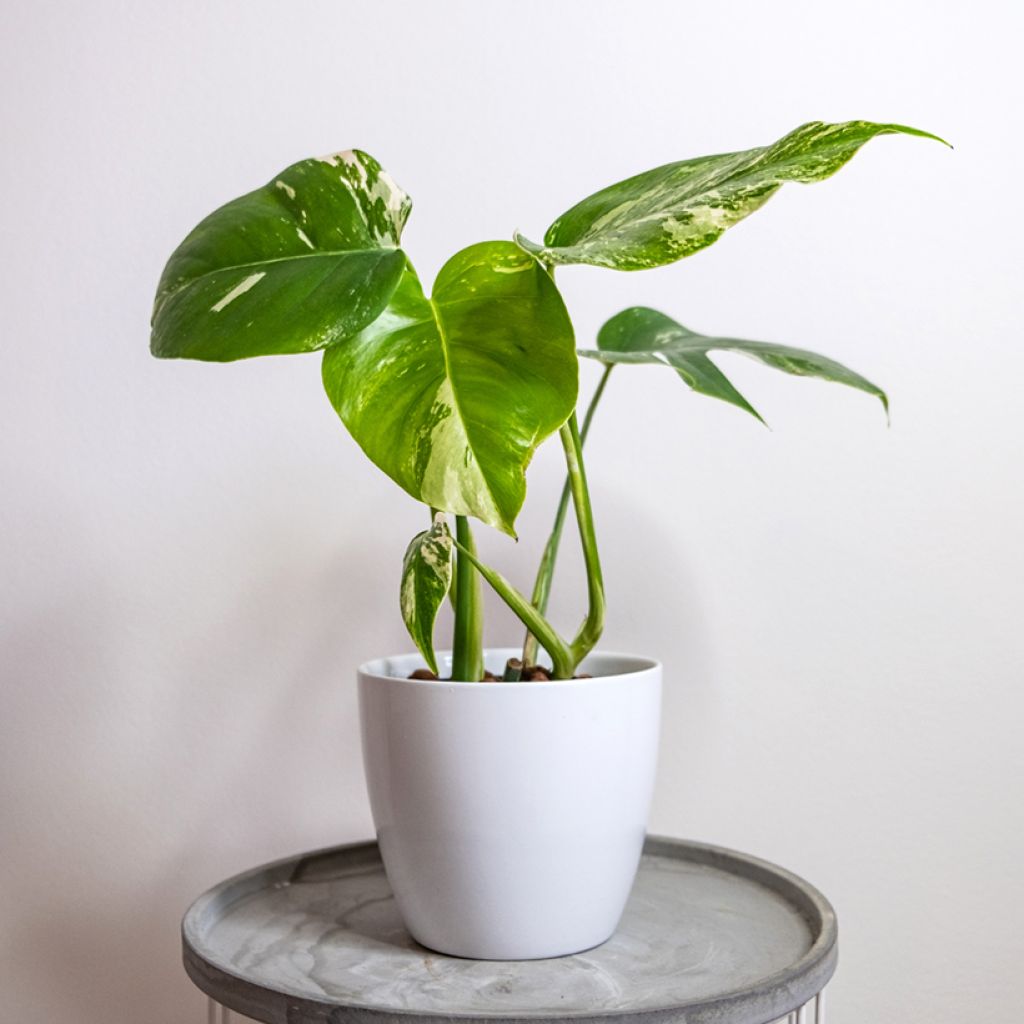 Monstera Thai Constellation