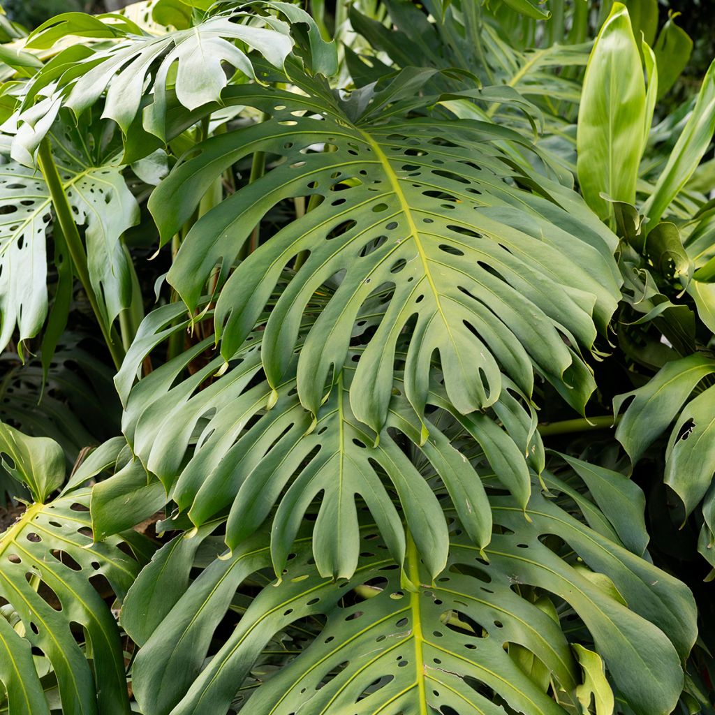 Monstera deliciosa - Faux-philodendron