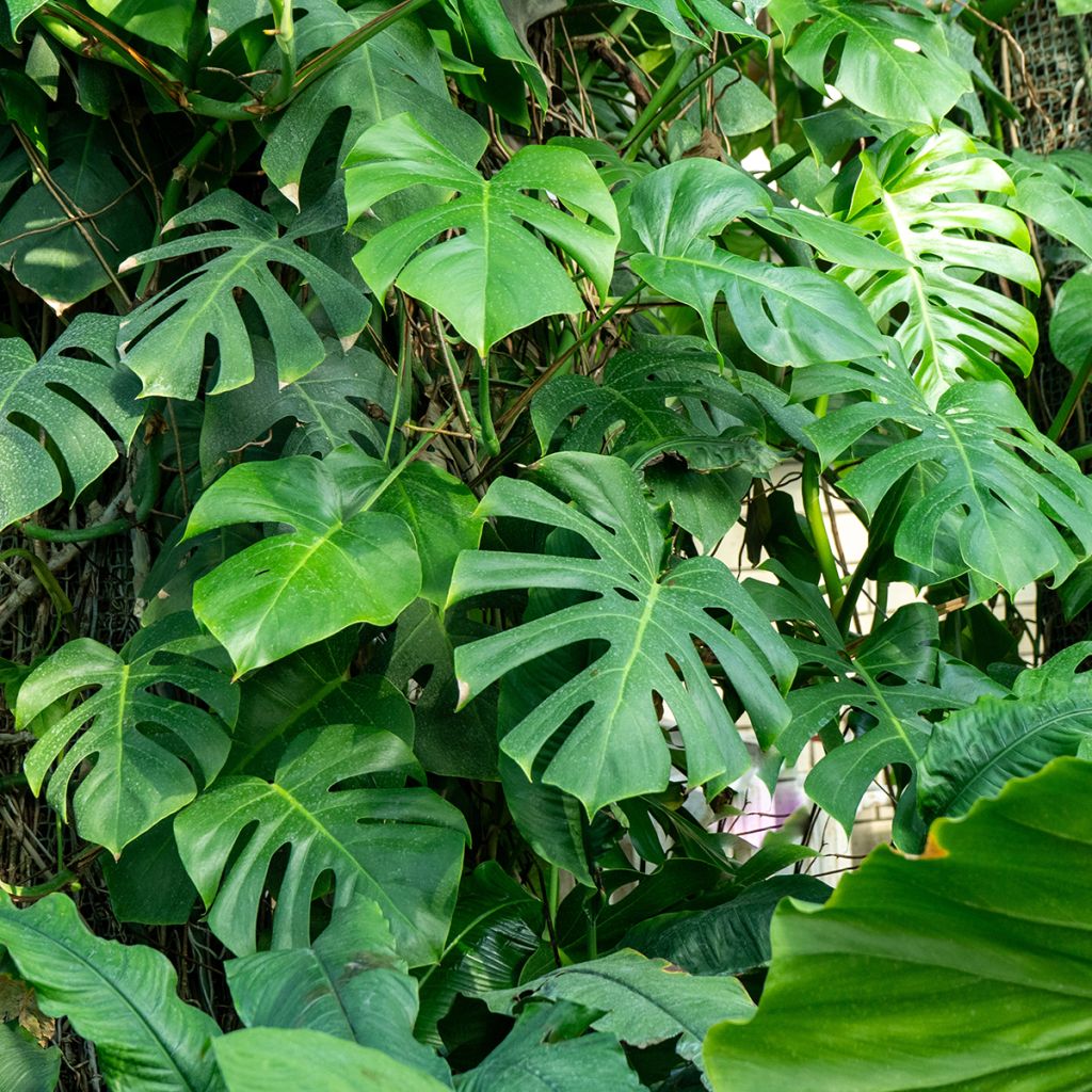 Monstera deliciosa - Faux-philodendron