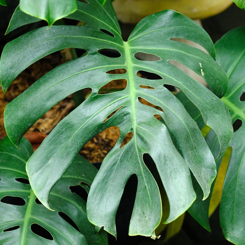 Monstera deliciosa - Faux-philodendron