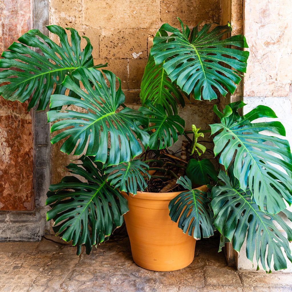 Monstera deliciosa - Faux-philodendron