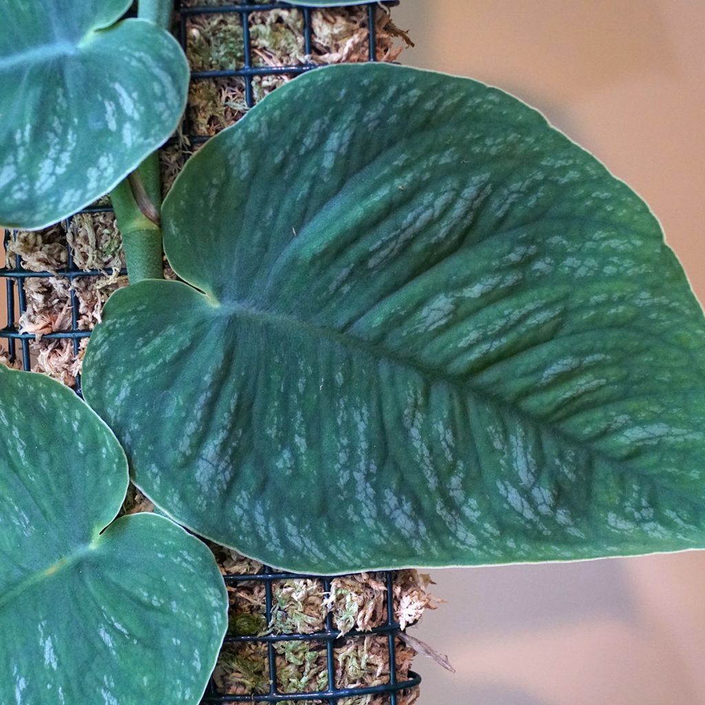 Monstera dubia