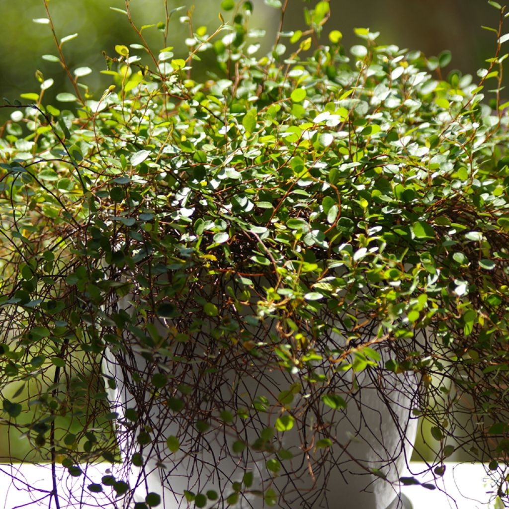 Muehlenbeckia complexa 