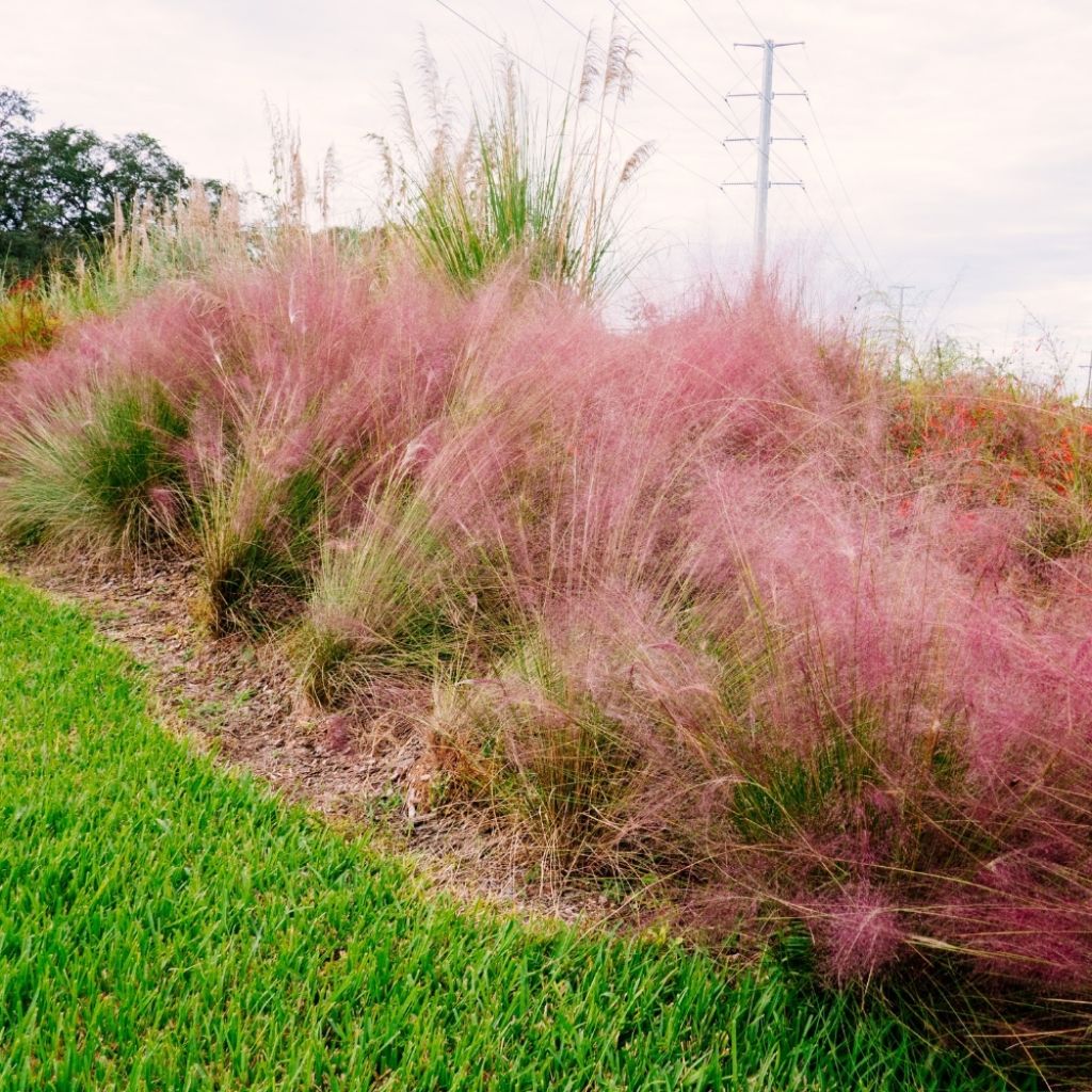 Muhlenbergia capillaris