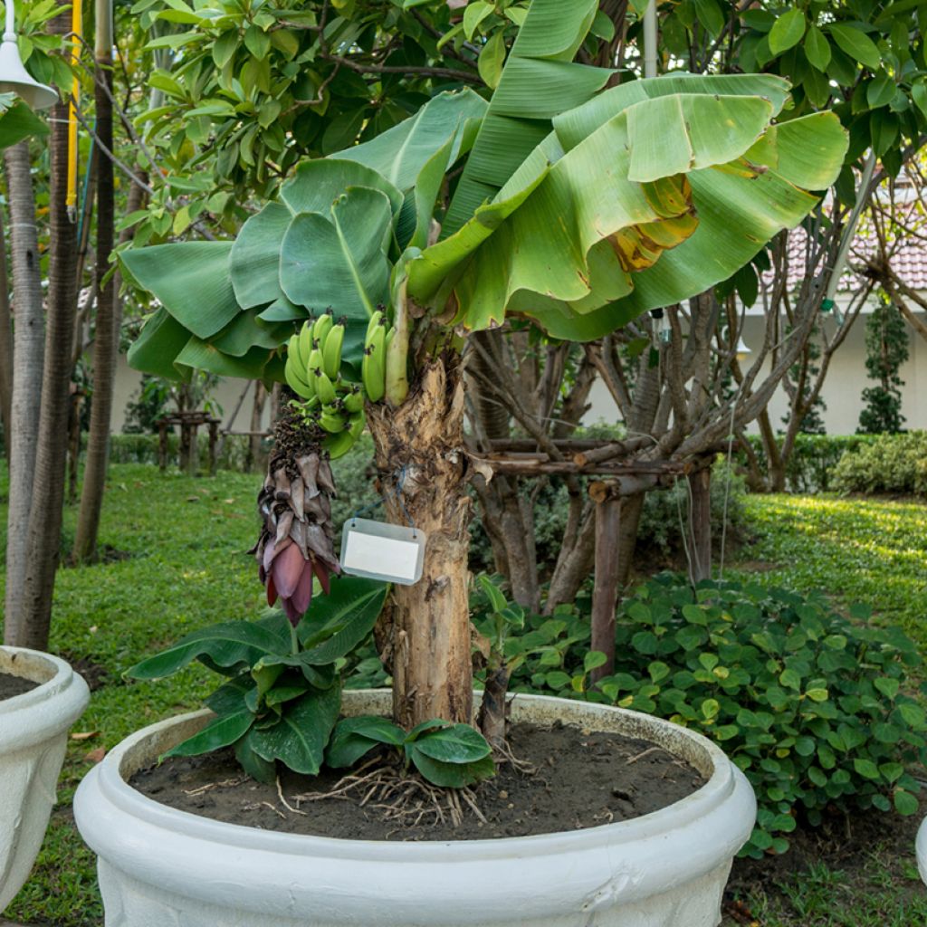 Musa acuminata - Bananier