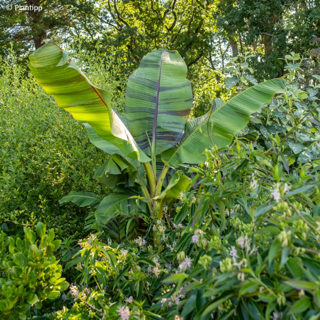 Musa sikkimensis Ever Red - Bananier du Sikkim
