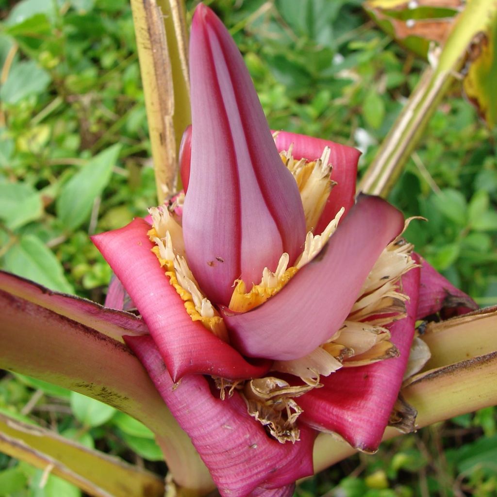 Bananier à fleurs roses - Musa velutina