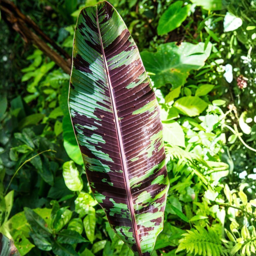 Musa acuminata Zebrina - Bananier