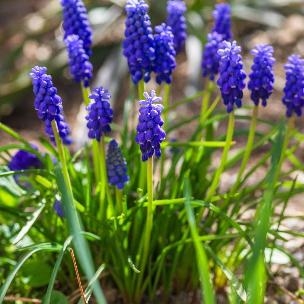 Muscari armeniacum