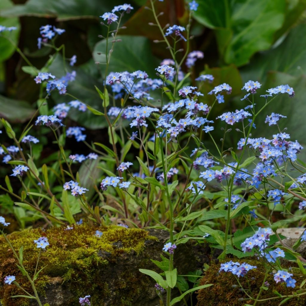 Myosotis scorpioides - Myosotis des marais