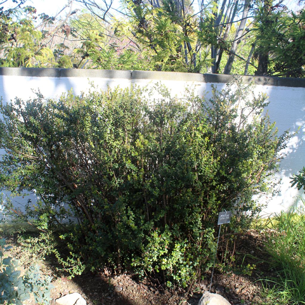 Myrsine africana - Buis africain