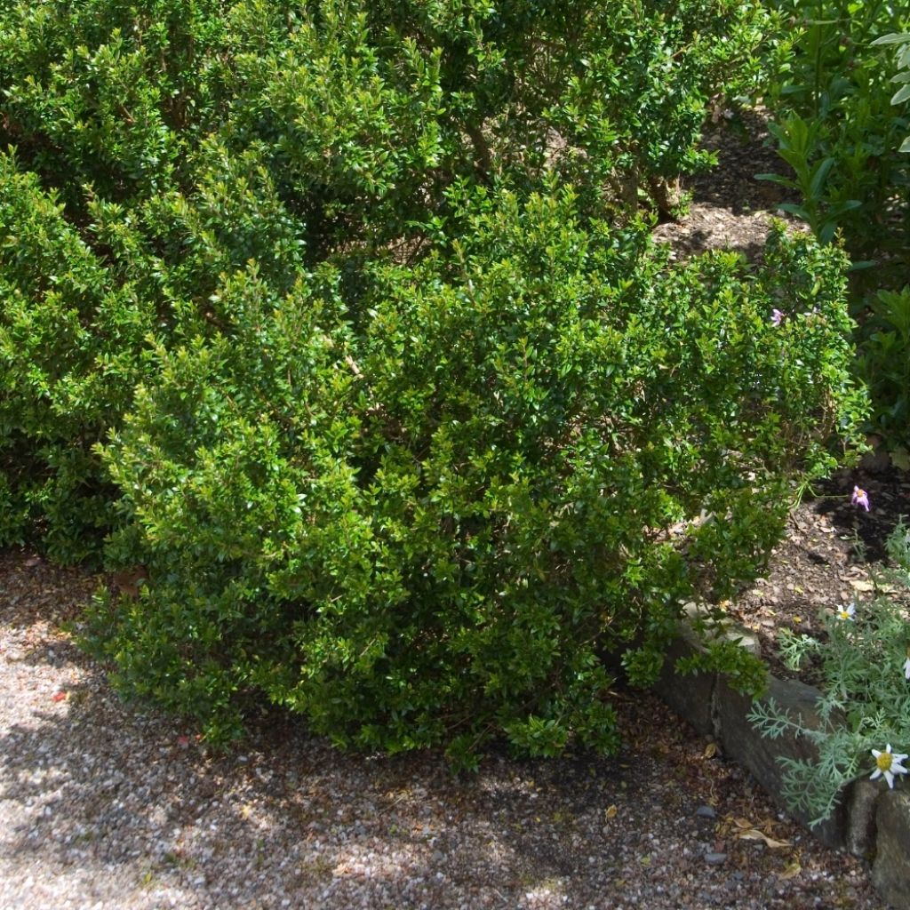 Myrtus communis Tarentina - Myrte commun 