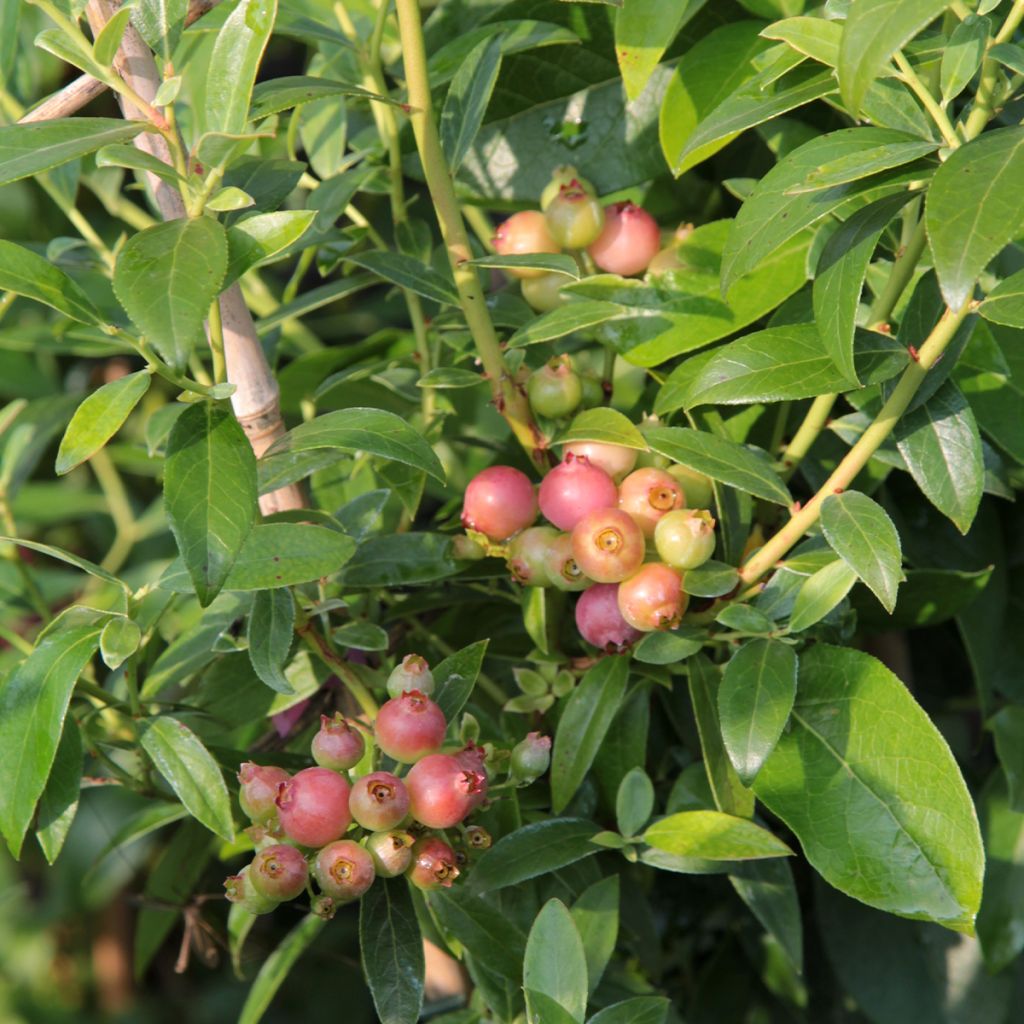 Myrtille d'Amérique - Vaccinium corymbosum Duke