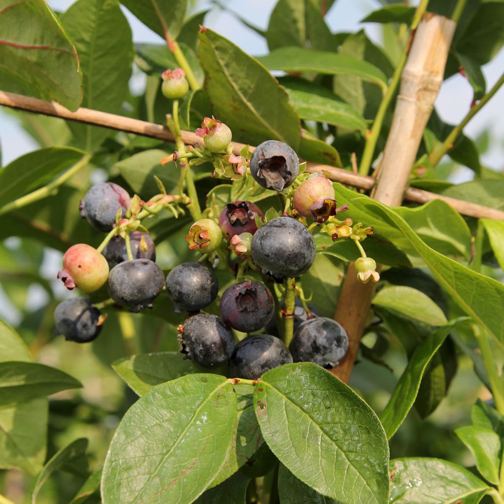 Myrtillier d’Amérique Patriot Bio