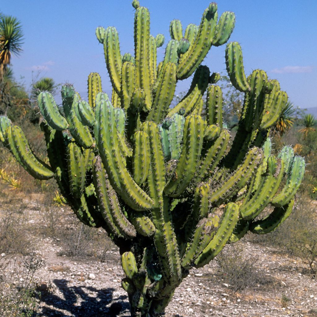 Myrtillocactus geometrizans - Chandelle Bleue