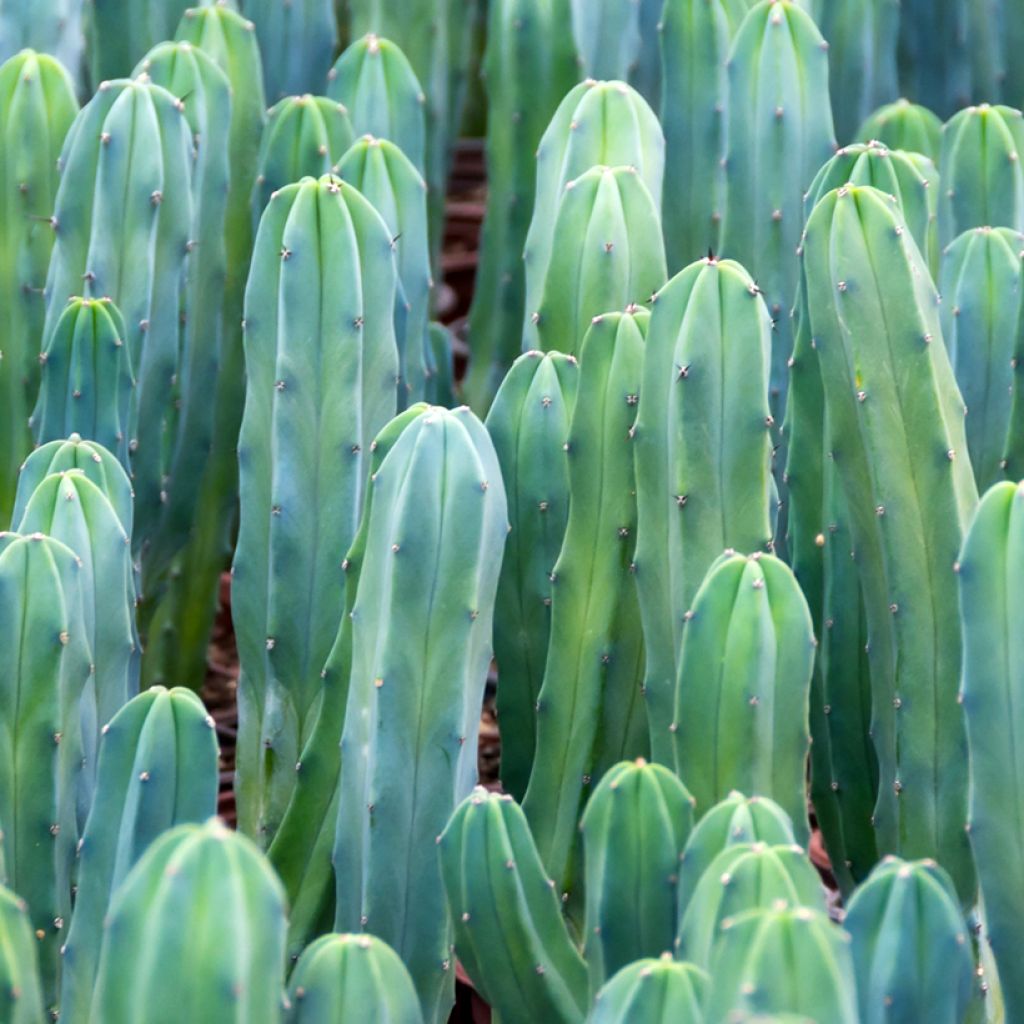 Myrtillocactus geometrizans - Chandelle Bleue