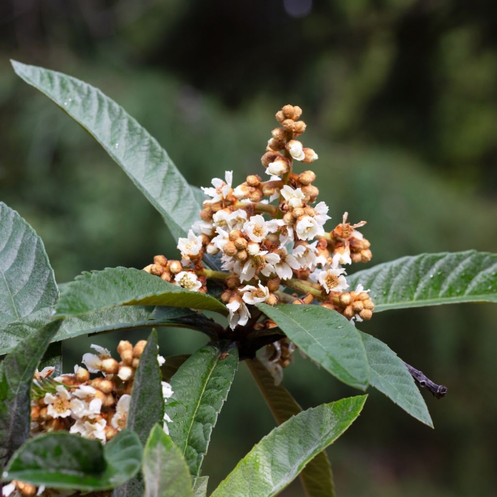Néflier du Japon - Eriobotrya japonica
