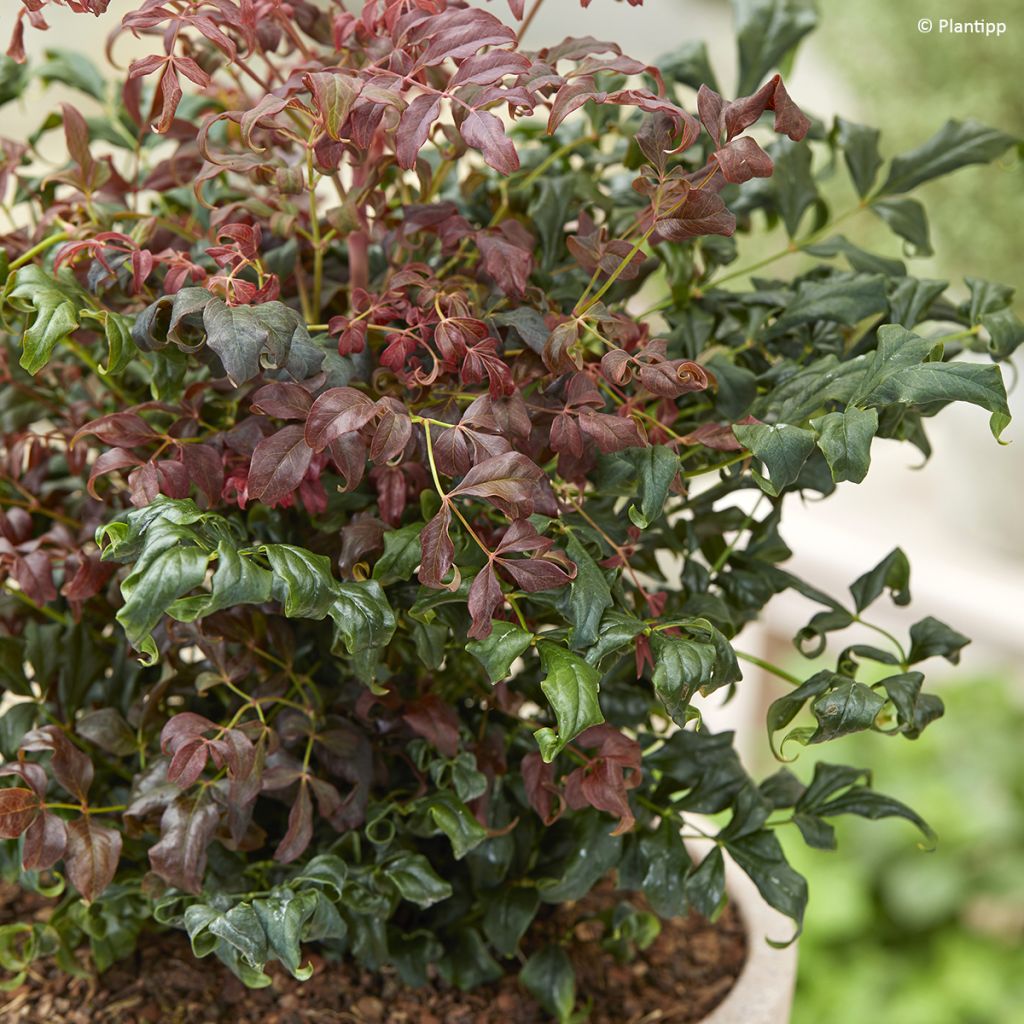 Nandina domestica Curly Obsessed - Bambou sacré