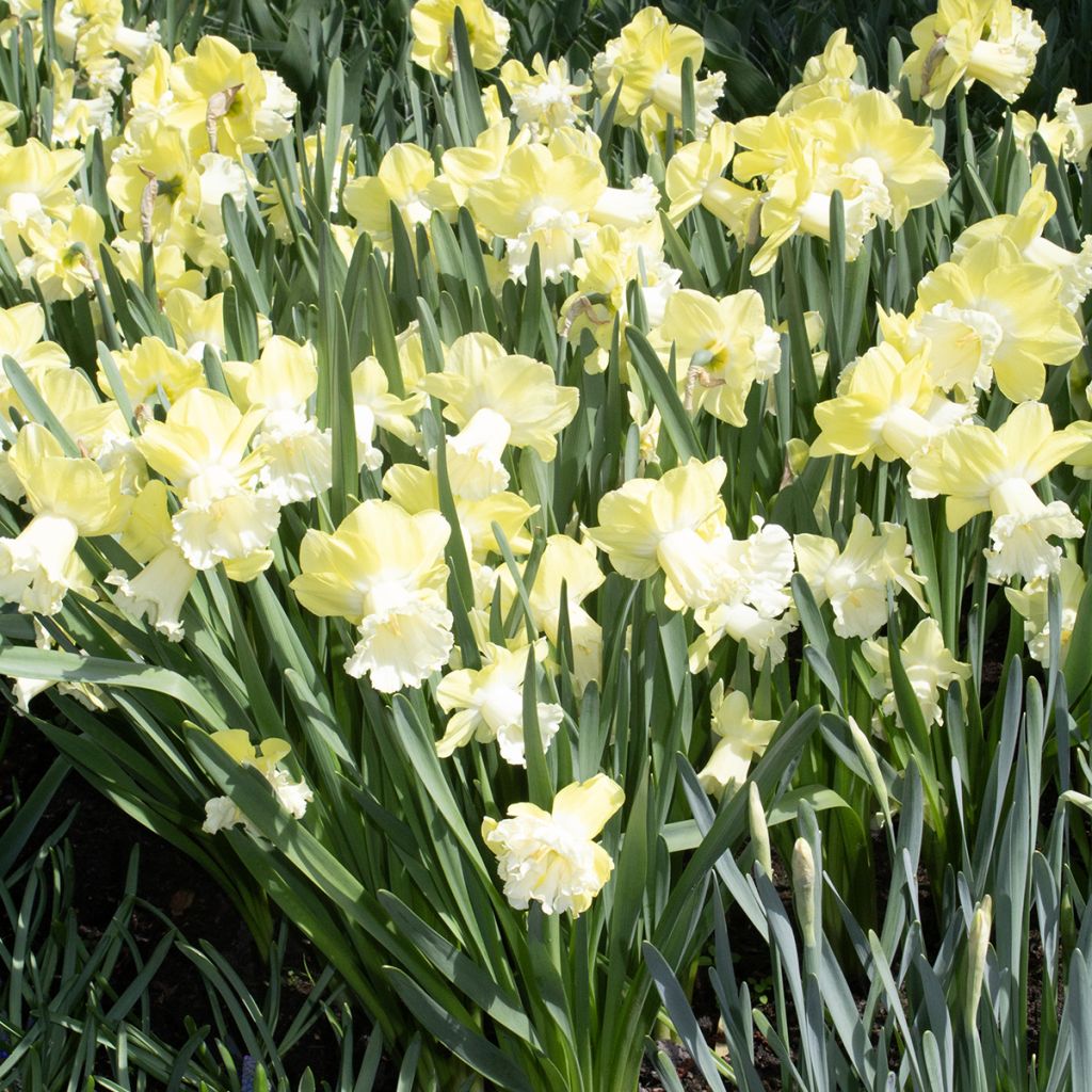 Narcisse Galactic Star
