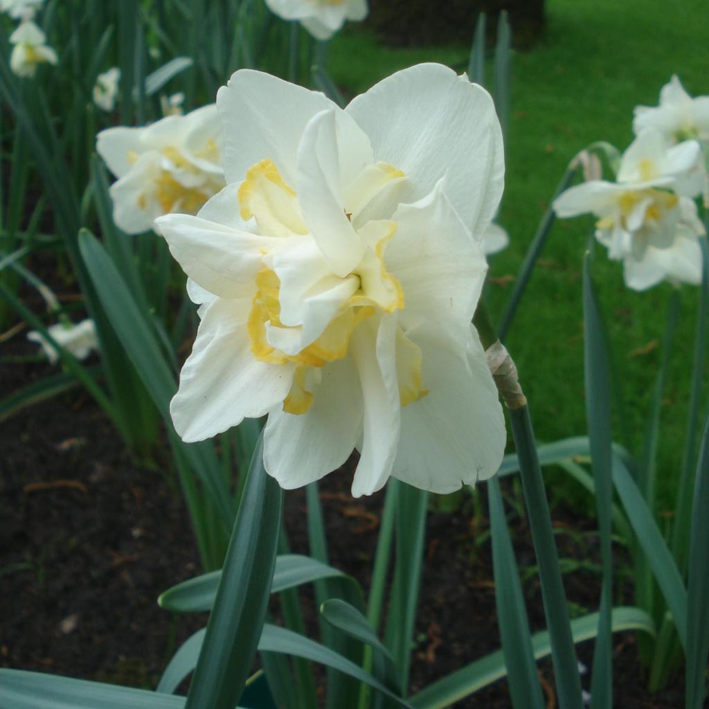 Narcisse White Lion - Narcisse double