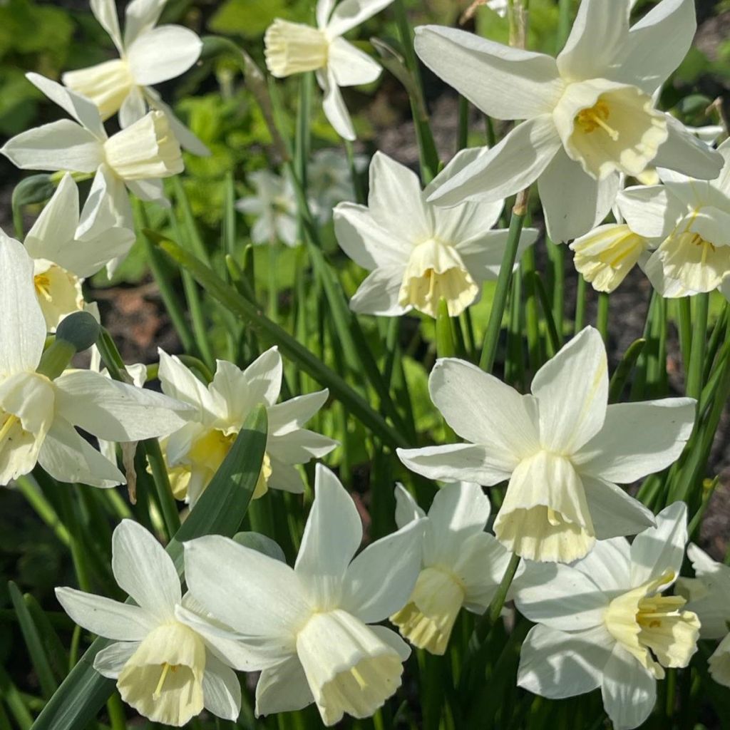 Narcisse Starlight Sensation