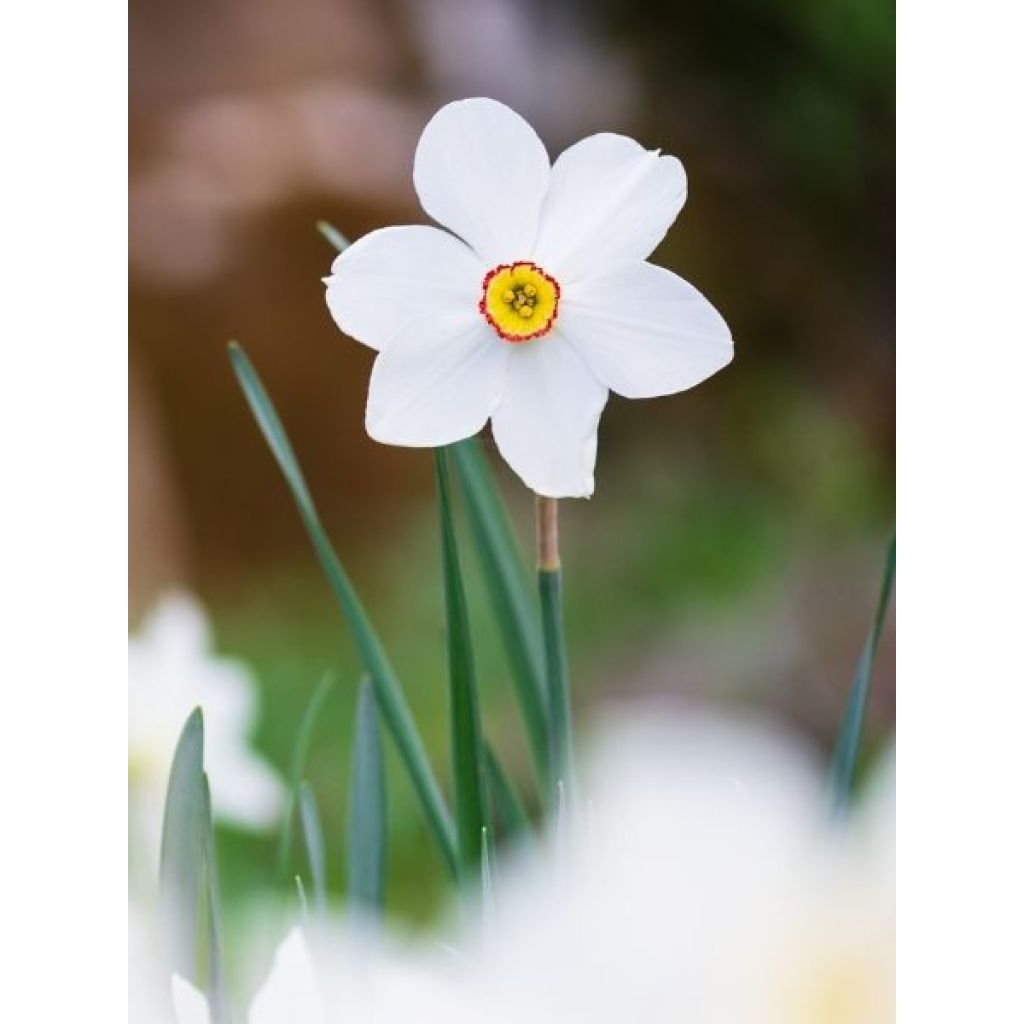 Narcisse poeticus Actaea