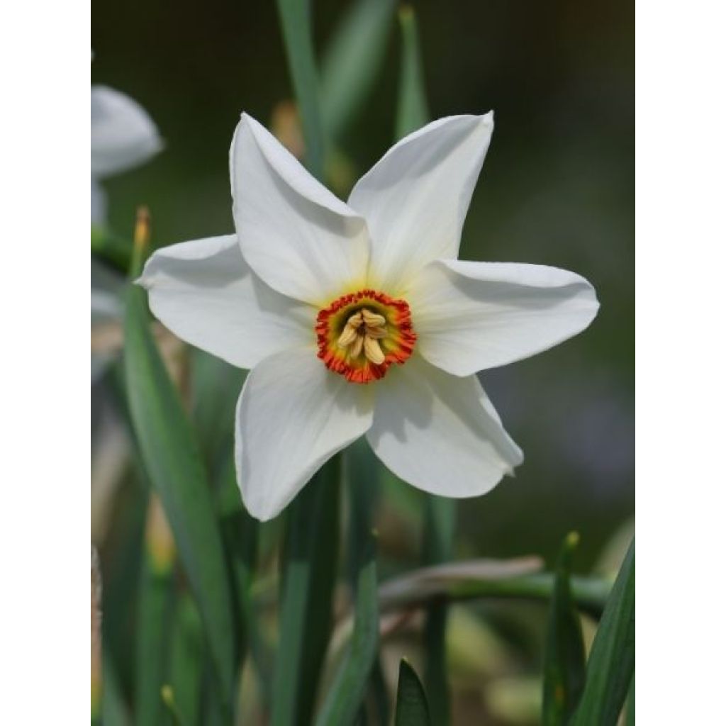 Narcisse poeticus Actaea