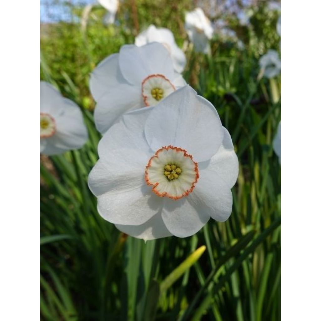 Narcisse poeticus Actaea