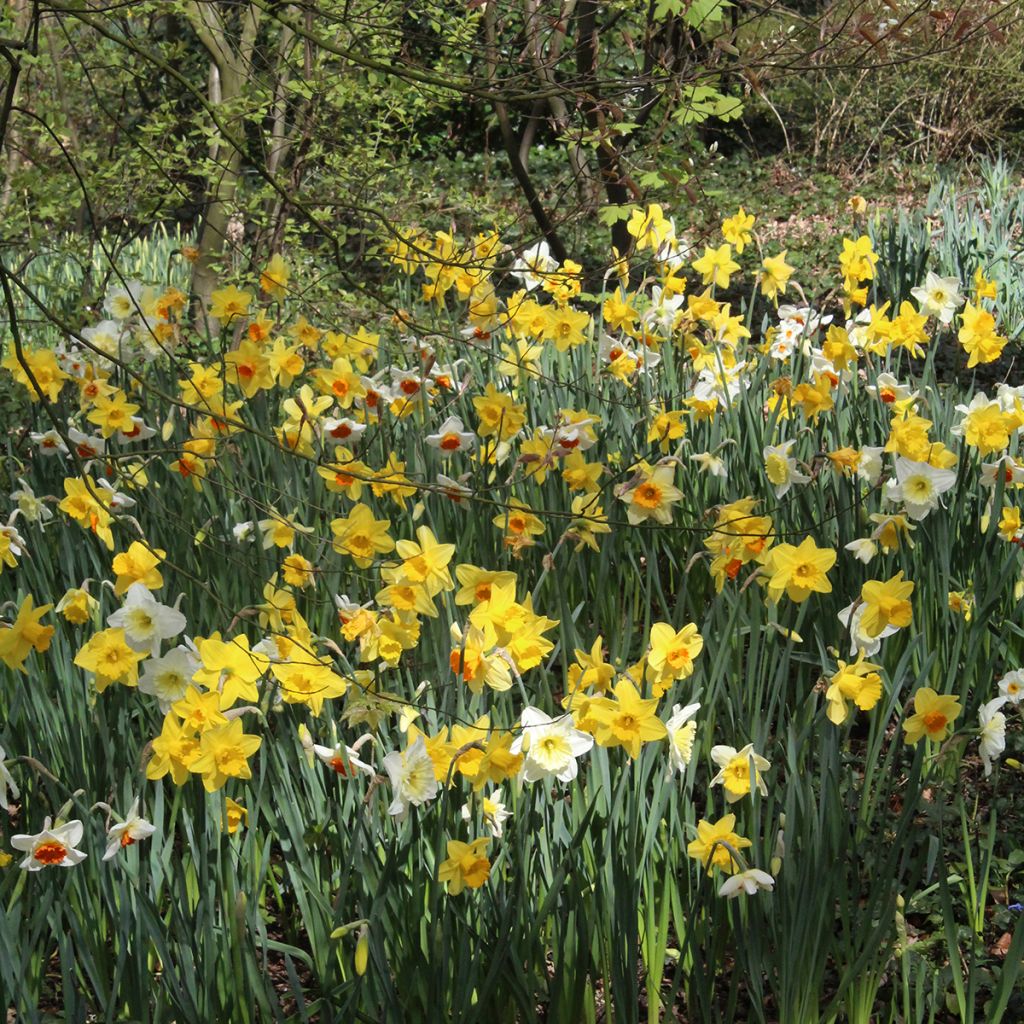 Narcisses Sélection Schryve