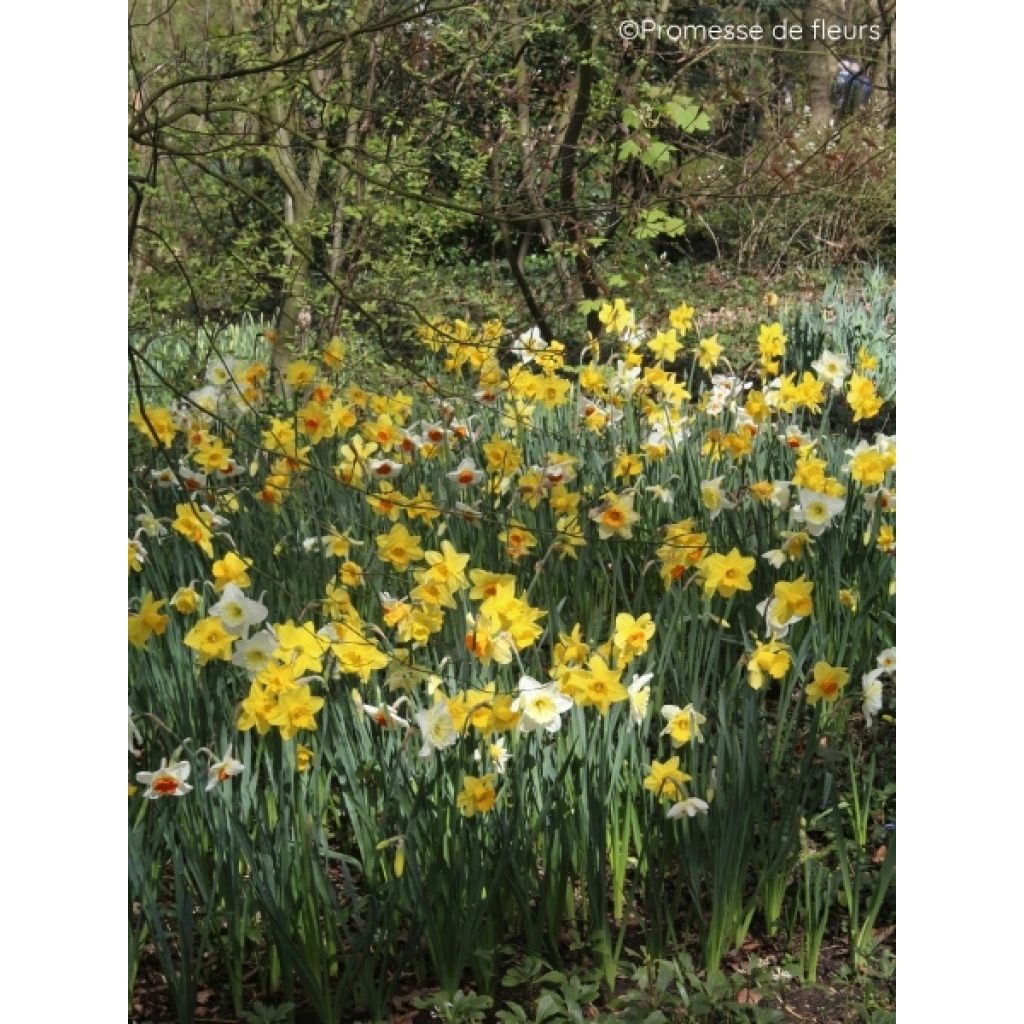 Narcisses Sélection Schryve