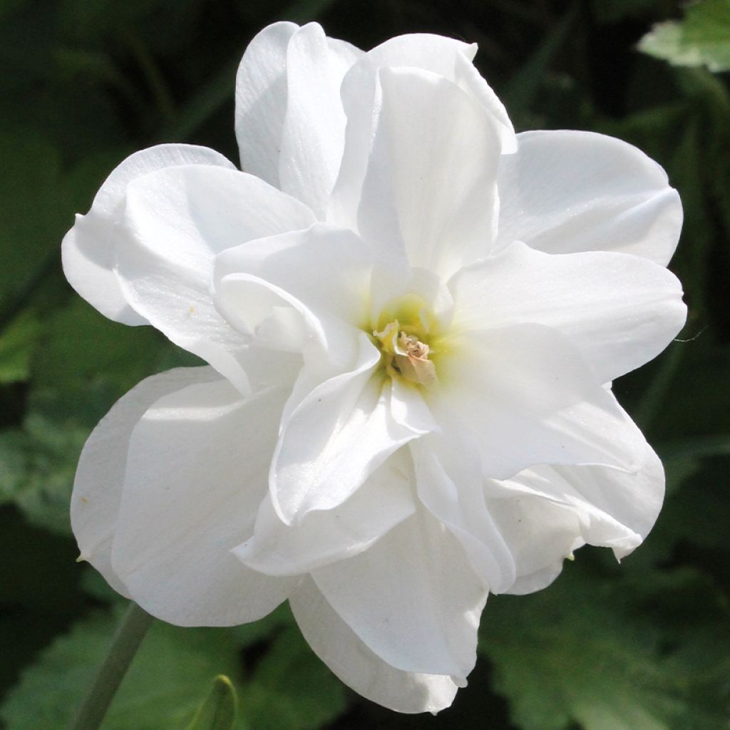 Narcisse poeticus Albus Plenus Odoratus