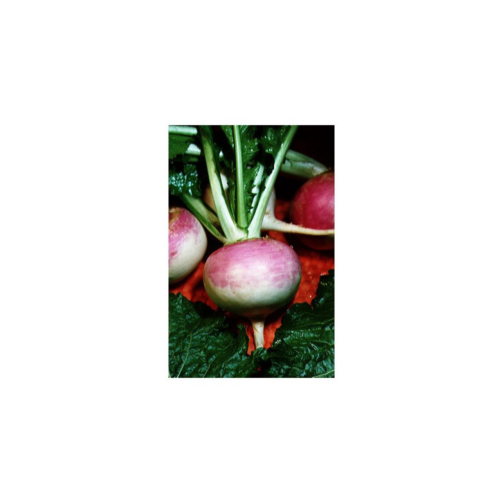 Navet Blanc Globe Collet Violet - Brassica rapa