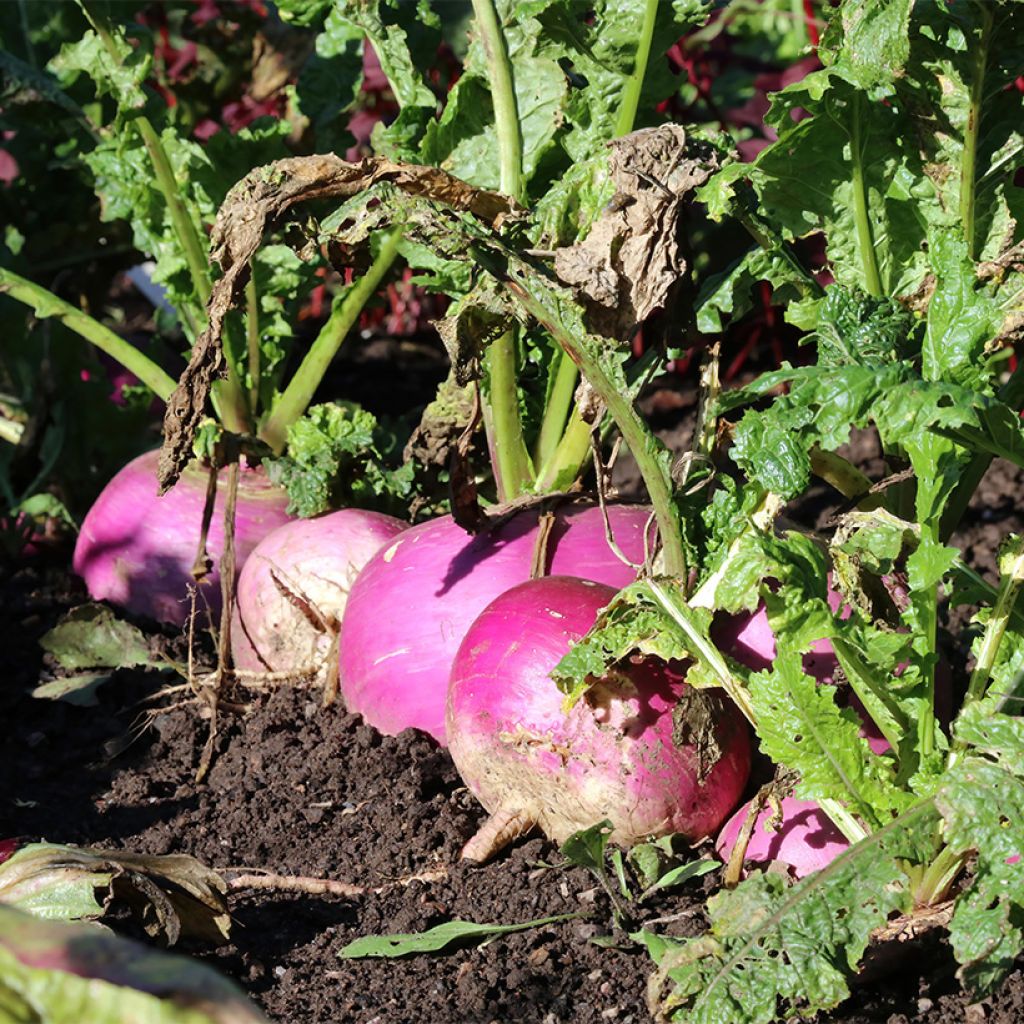 Navet Blanc Globe Collet Violet - Brassica rapa