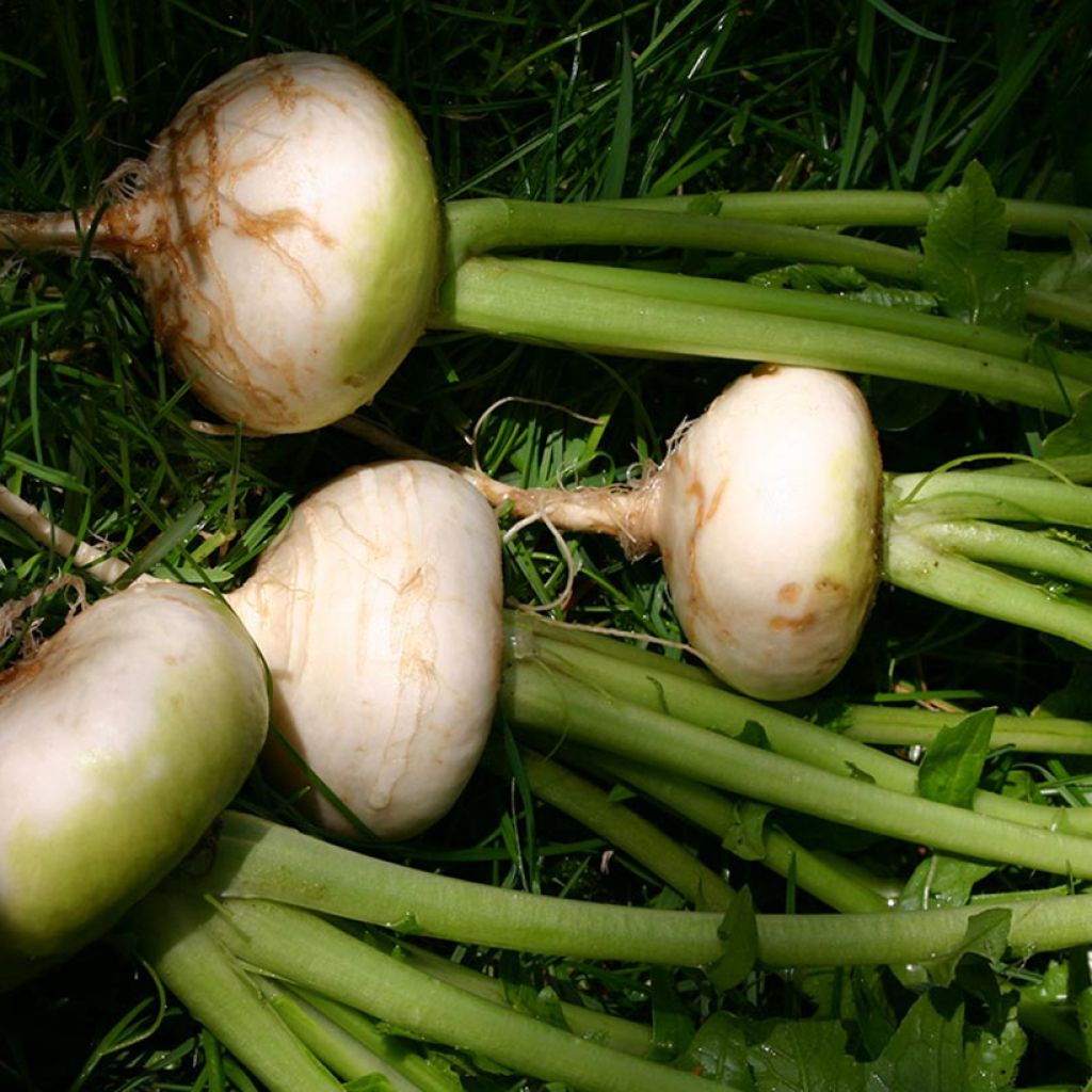 Navet blanc plat de Hollande BIO