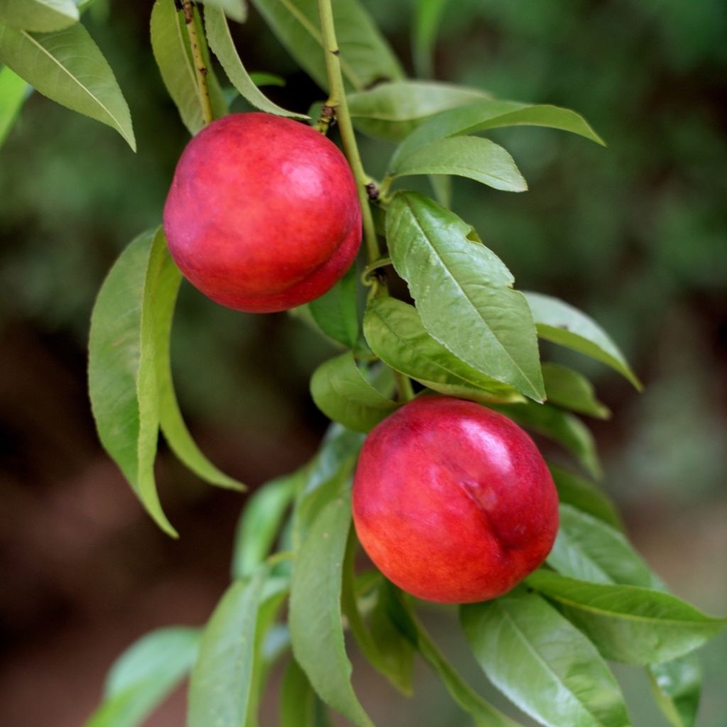 Nectarinier Nectared - Prunus persica nucipersica