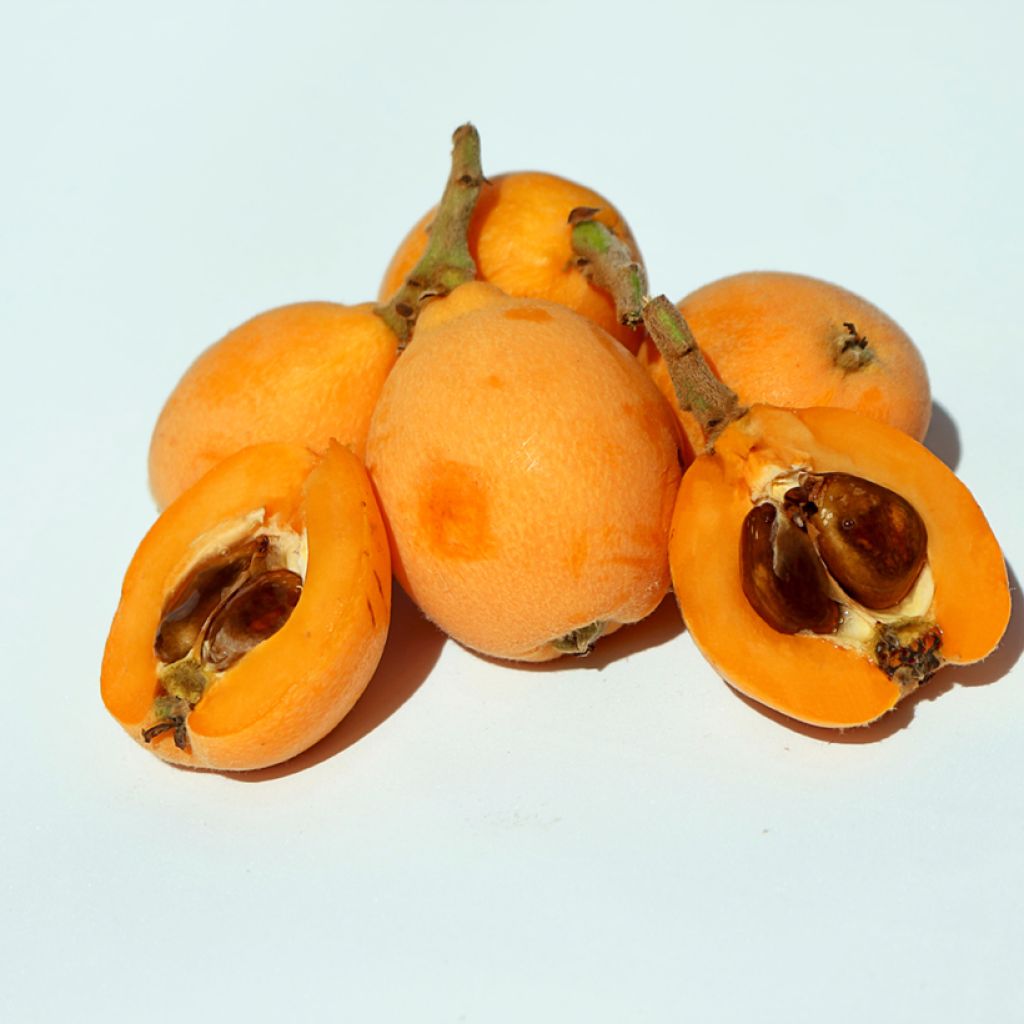 Néflier du Japon Argelino - Eriobotrya japonica