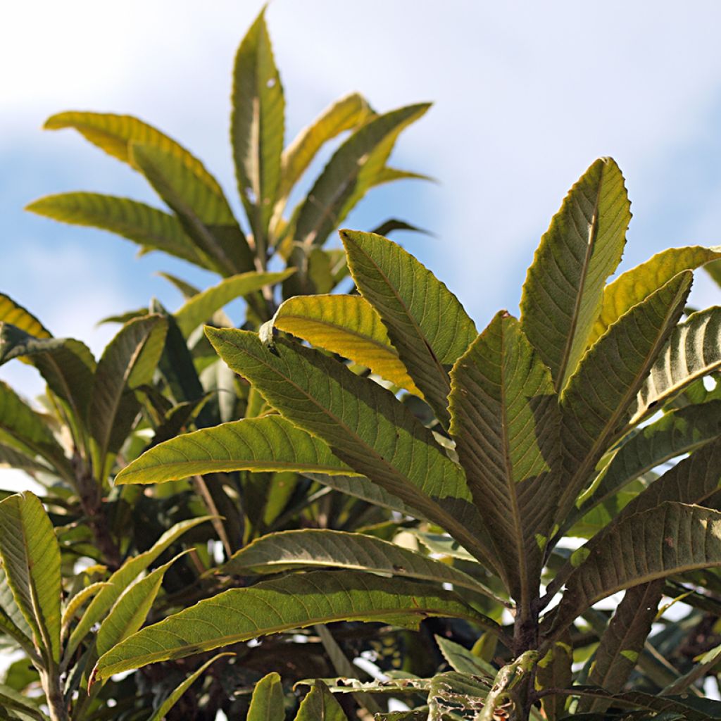 Néflier du Japon Tanaka - Eriobotrya japonica