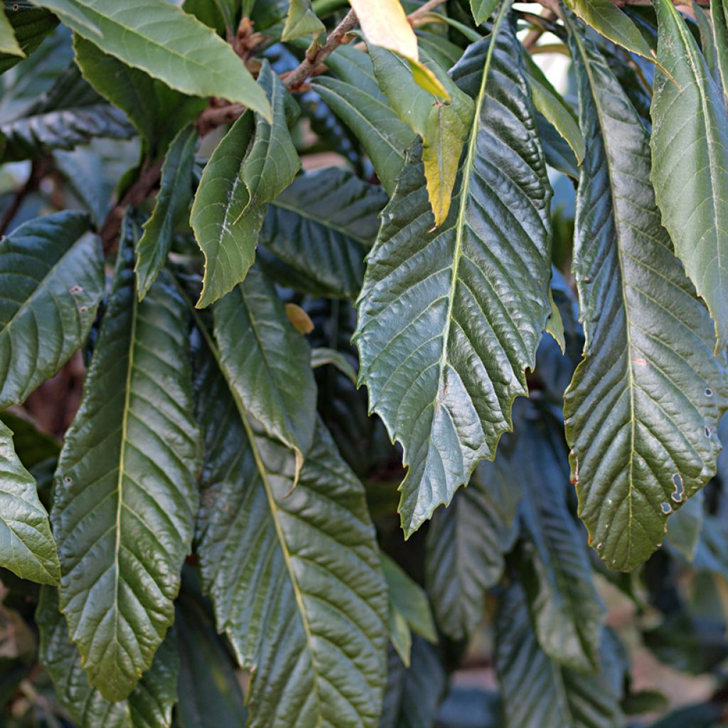 Néflier du Japon Tanaka - Eriobotrya japonica