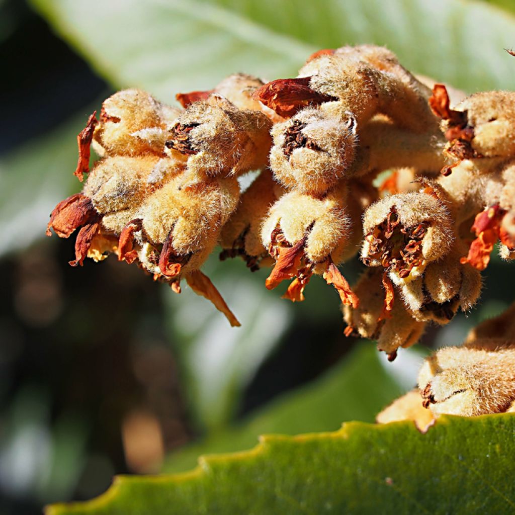 Néflier du Japon Tanaka - Eriobotrya japonica