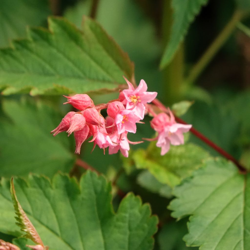 Neillia affinis