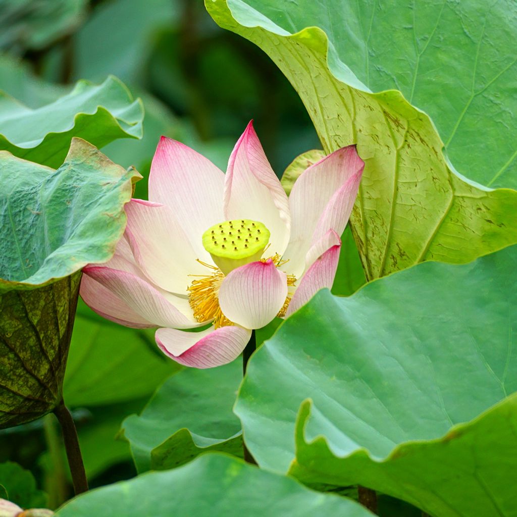Nelumbo Guifei Zuijiu - Lotus nain