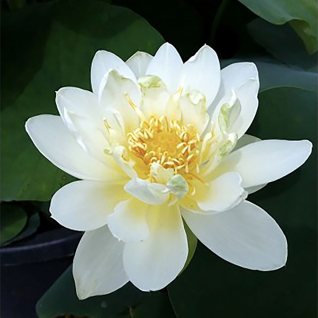 Nelumbo Jin Hehuan - Lotus nain 