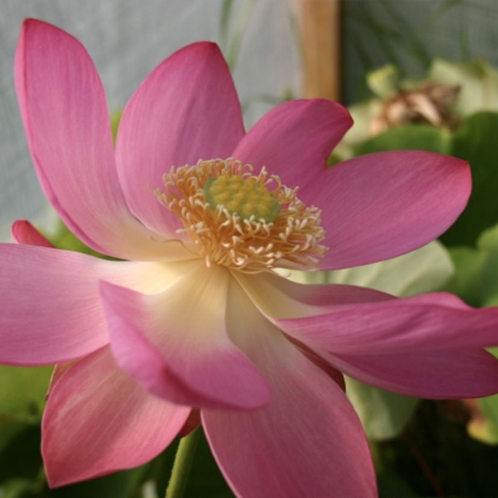 Nelumbo L'Aube Rouge - Lotus nain