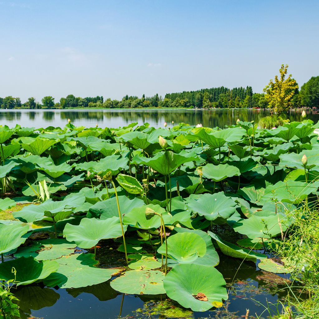 Nelumbo nucifera Stellar White - Lotus des Indes blanc