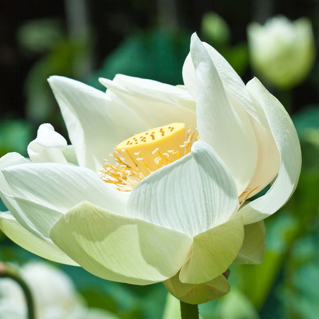 Nelumbo nucifera Stellar White - Lotus des Indes blanc