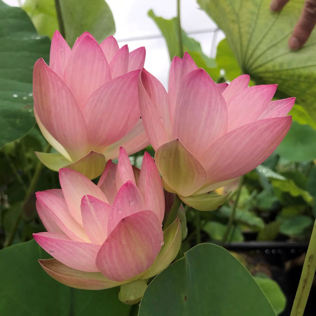 Nelumbo Guifei Zuijiu - Lotus nain